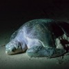 What’s With the Olive Ridley?