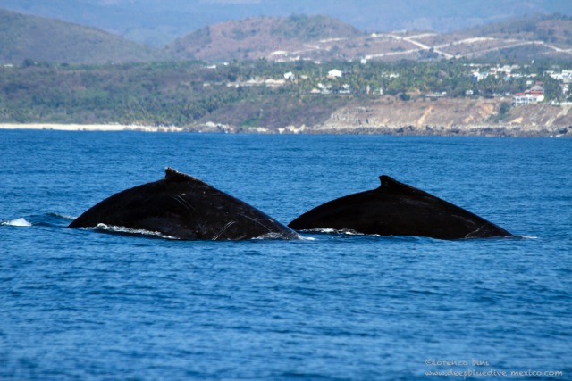 Two whales swim past Puerto Escondido<br />Photo: Lorenzo Bini