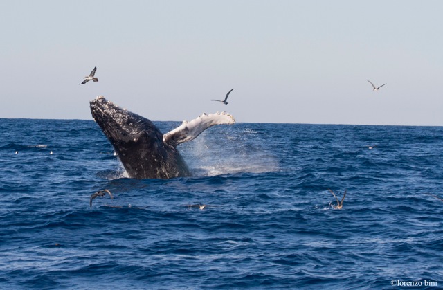 Whale, Puerto Escondido<br />Photo: Lorenzo Bini