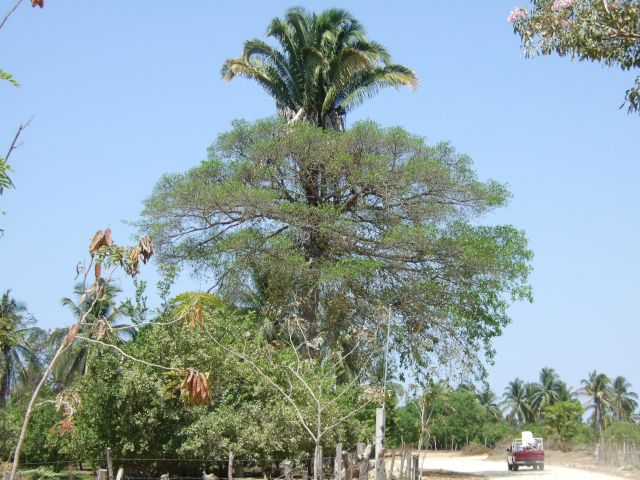 Un árbol ficus estrangula una palmera<br />Foto: Barbara Joan Schaffer