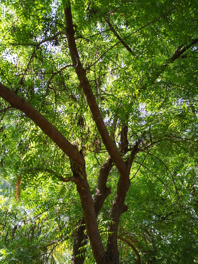 Neem tree, Barra de Colotepec<br />Photo: Costa Hadjiandreau