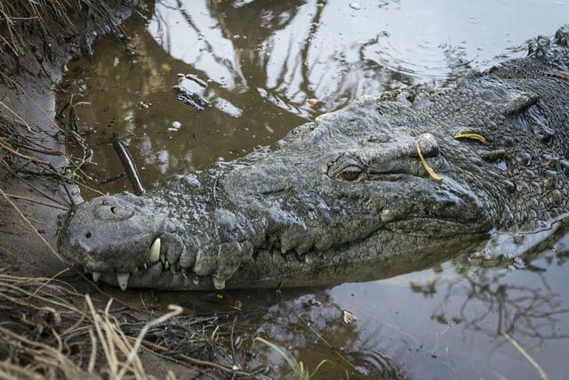 Crocodile, Ventanilla<br />Photo: Ernesto J. Torres