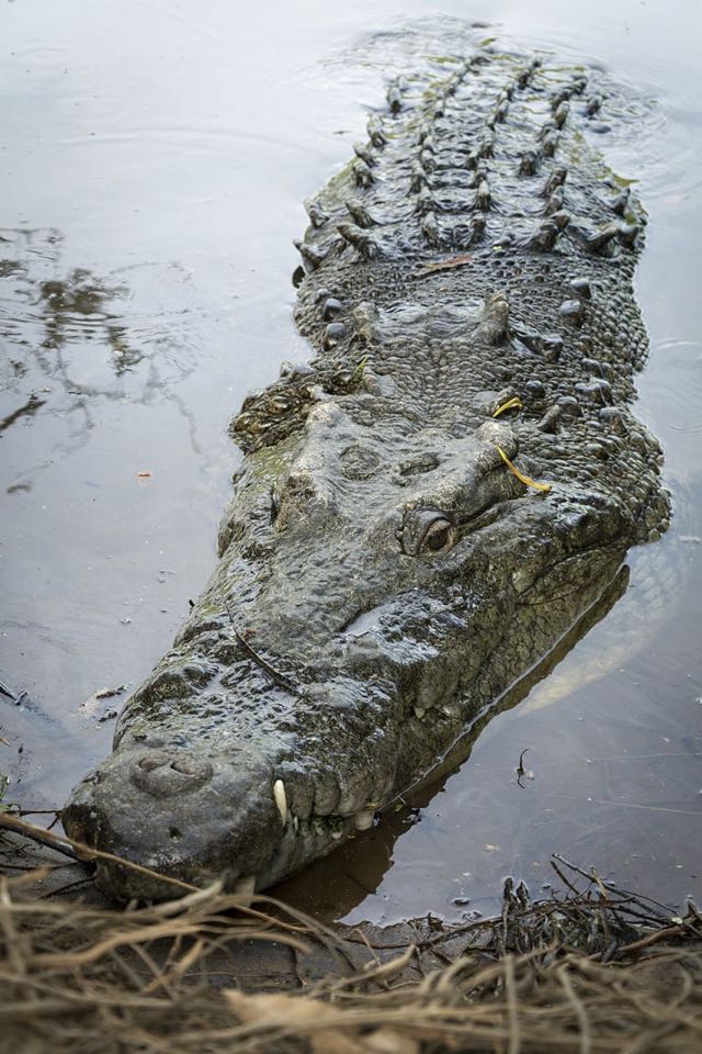 Ventanilla crocodile<br />Photo: Ernesto J. Torres