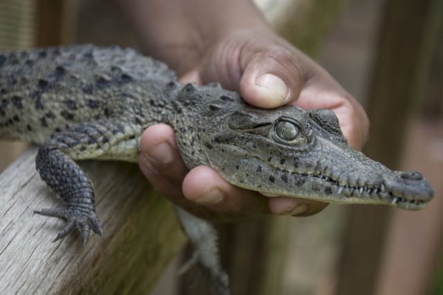 Young crocodile<br />Photo: Ernesto J. Torres
