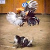 Cockfights in Chila