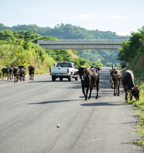 Cattle on the highway.<br />Photo: Ernesto J. Torres, Casa 12