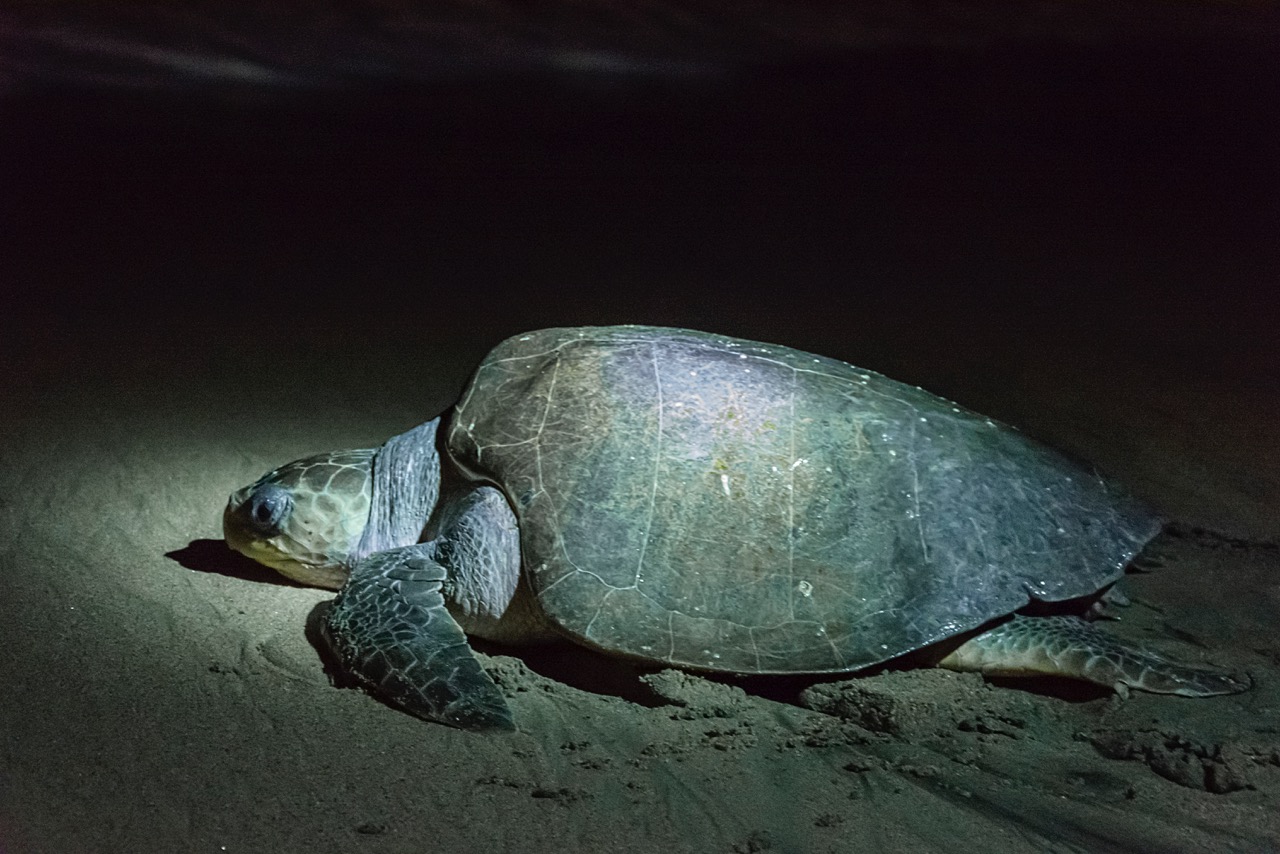 Olive Ridley turtle returning to the sea, La Escobilla<br />
Photo: Ernesto J. Torres, Casa 12