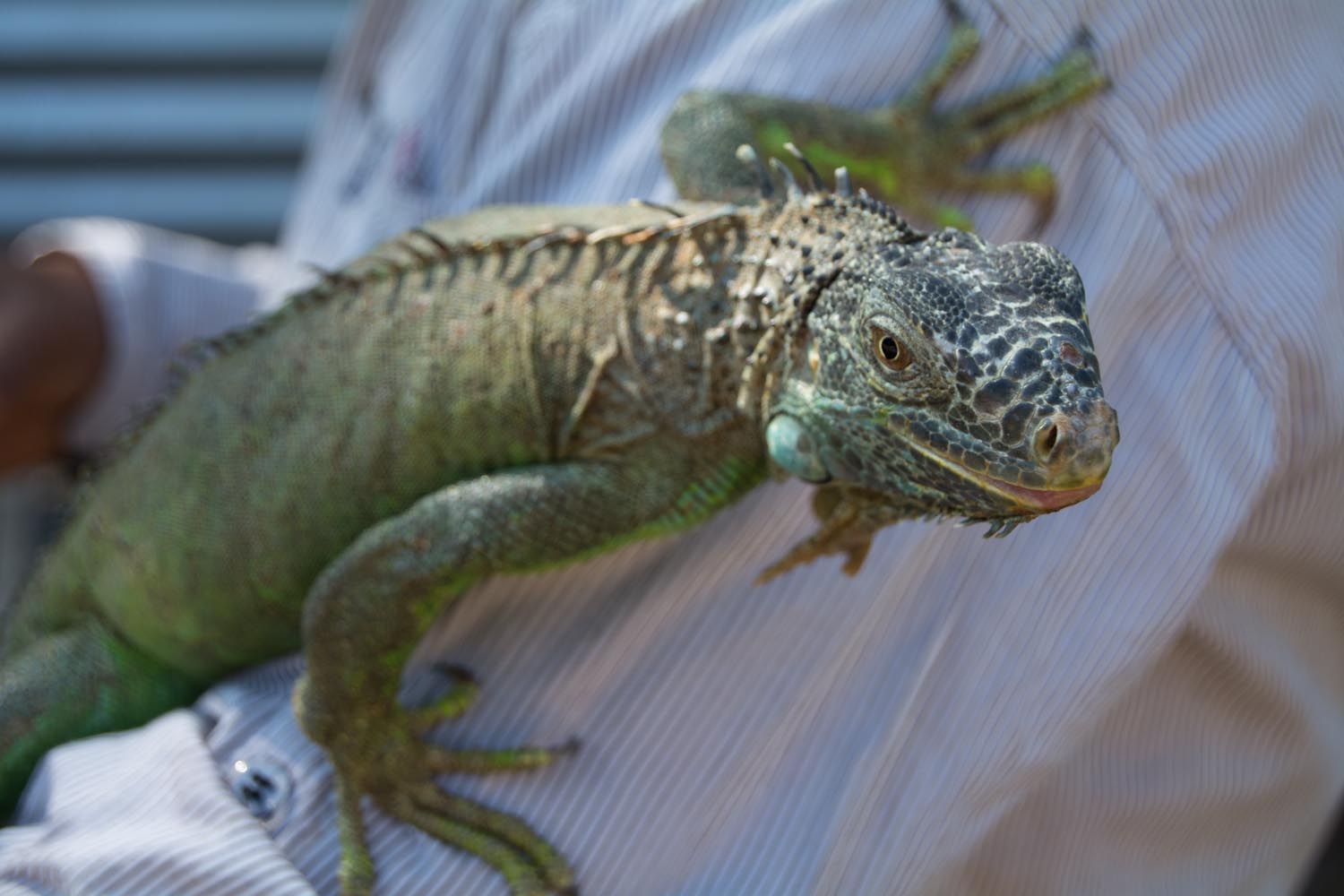 Green iguana. Photo: Ernesto J. Torres, Casa 12