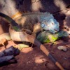 A Visit to the Iguana Reserve