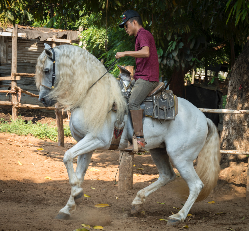 Arrendador Heber Feria Apoino con caballo de raza español. Foto: Ernesto J. Torres