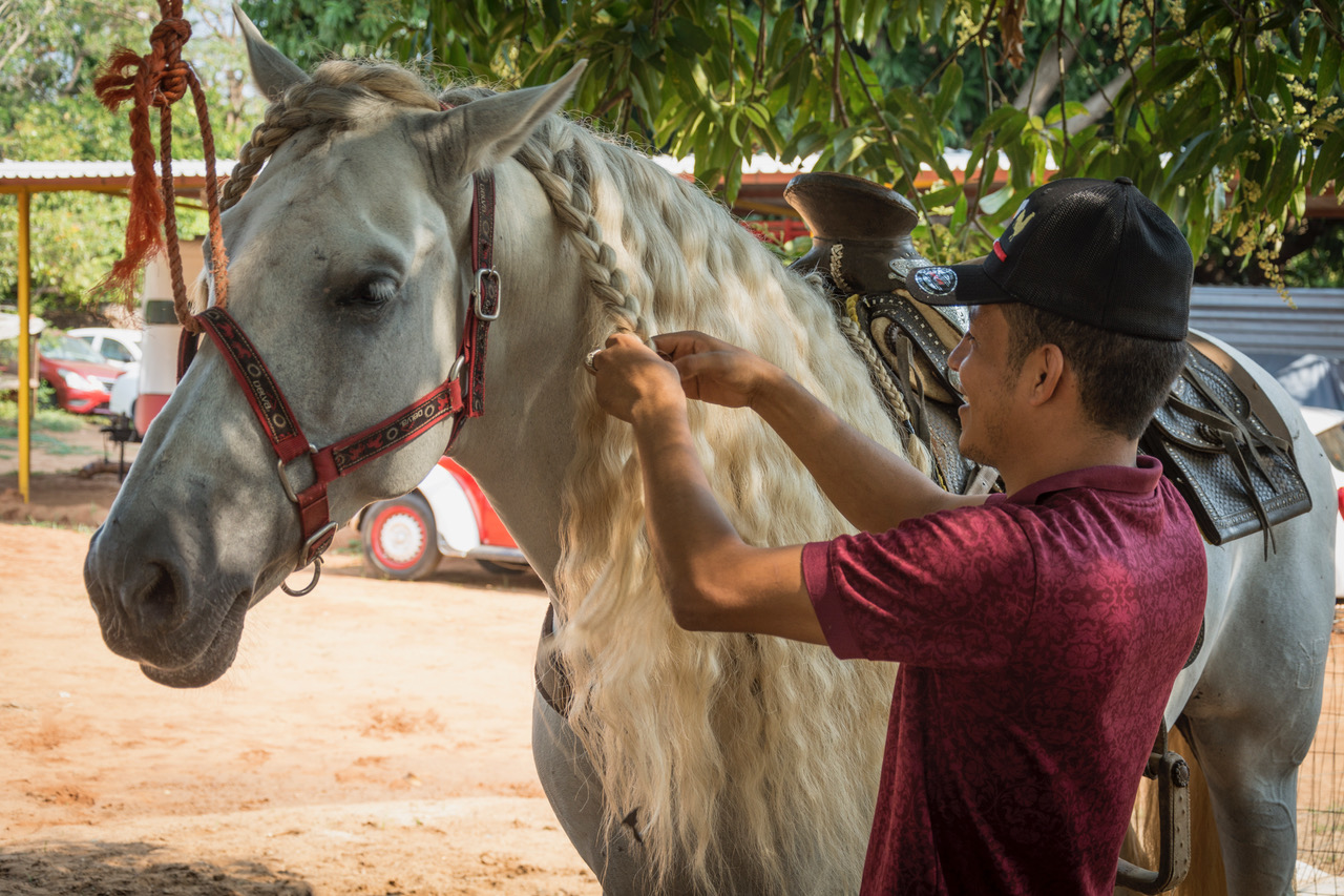 La crin del caballo se peina en trenzas
para protegerlo de calor y crear una linda
textura para las exhibiciones. Foto: Ernesto J. Torres