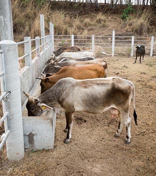 Ranchos ganaderos en la Costa. Foto: Ernesto J. Torres