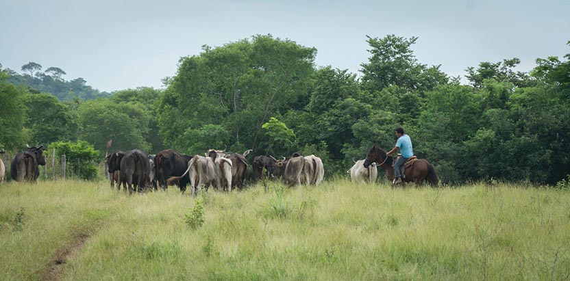 Cattle Ranches on the Coast. Photo: Ernesto J. Torres