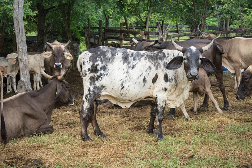 The Ríos Ríos cows in the corral. Photo: Ernesto J. Torres
