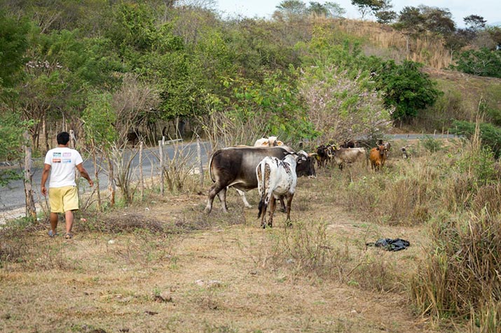 Ranchos ganaderos en la Costa. Foto: Ernesto J. Torres