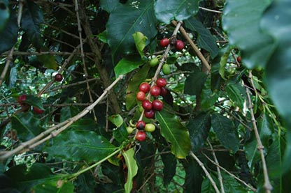 Coffee cherries, Pluma Hidalgo