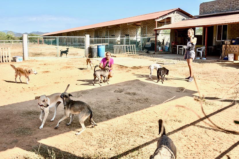 Sanctuary for sick and abandoned dogs.
Photo: Ernesto J. Torres