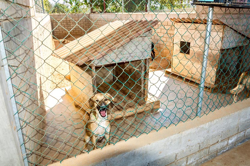 Sanctuary for sick and abandoned dogs. Photo: Ernesto J. Torres