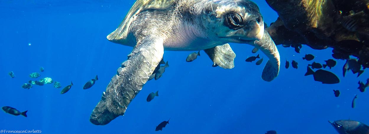 Puerto Escondido at Sea: Diving, Dolphins and Whales. Photo: Francesca Carletti