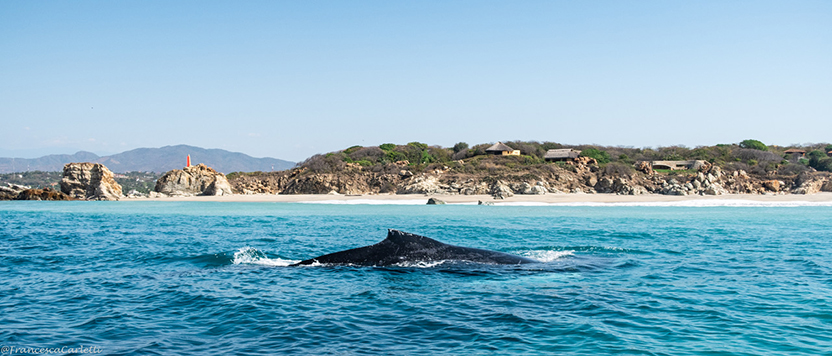 Puerto Escondido at Sea: Diving, Dolphins and Whales. Photo: Francesca Carletti