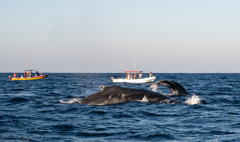 Puerto Escondido at Sea: Diving, Dolphins and Whales. Photo: Francesca Carletti