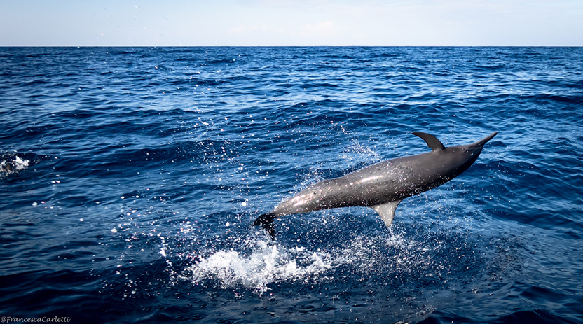 Puerto Escondido at Sea: Diving, Dolphins and Whales. Photo: Francesca Carletti