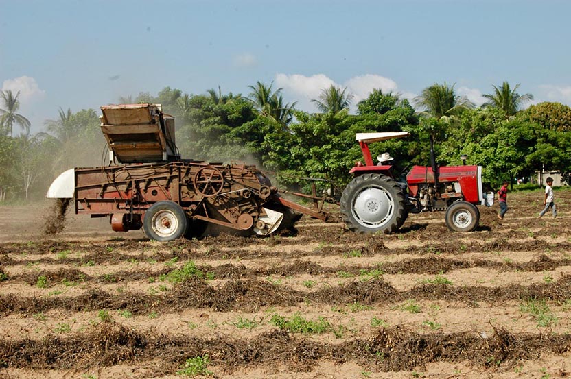Peanuts are planted in July and harvested in October. Photo: Barbara Joan Schaffer