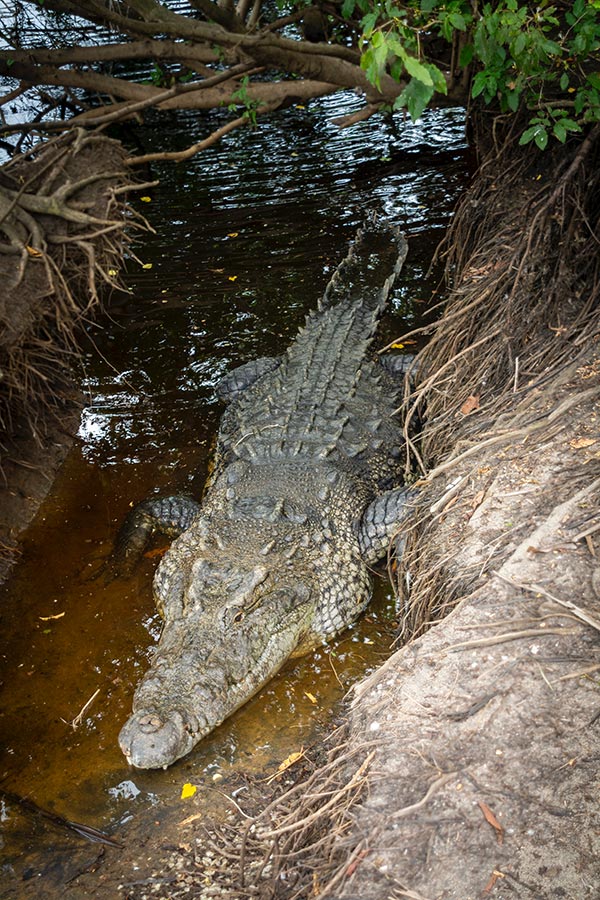 There are over 1,400 crocodiles of different ages and sizes in the 4 hectare lagoon. This crocodile is 60 years old and measures 4 meters.