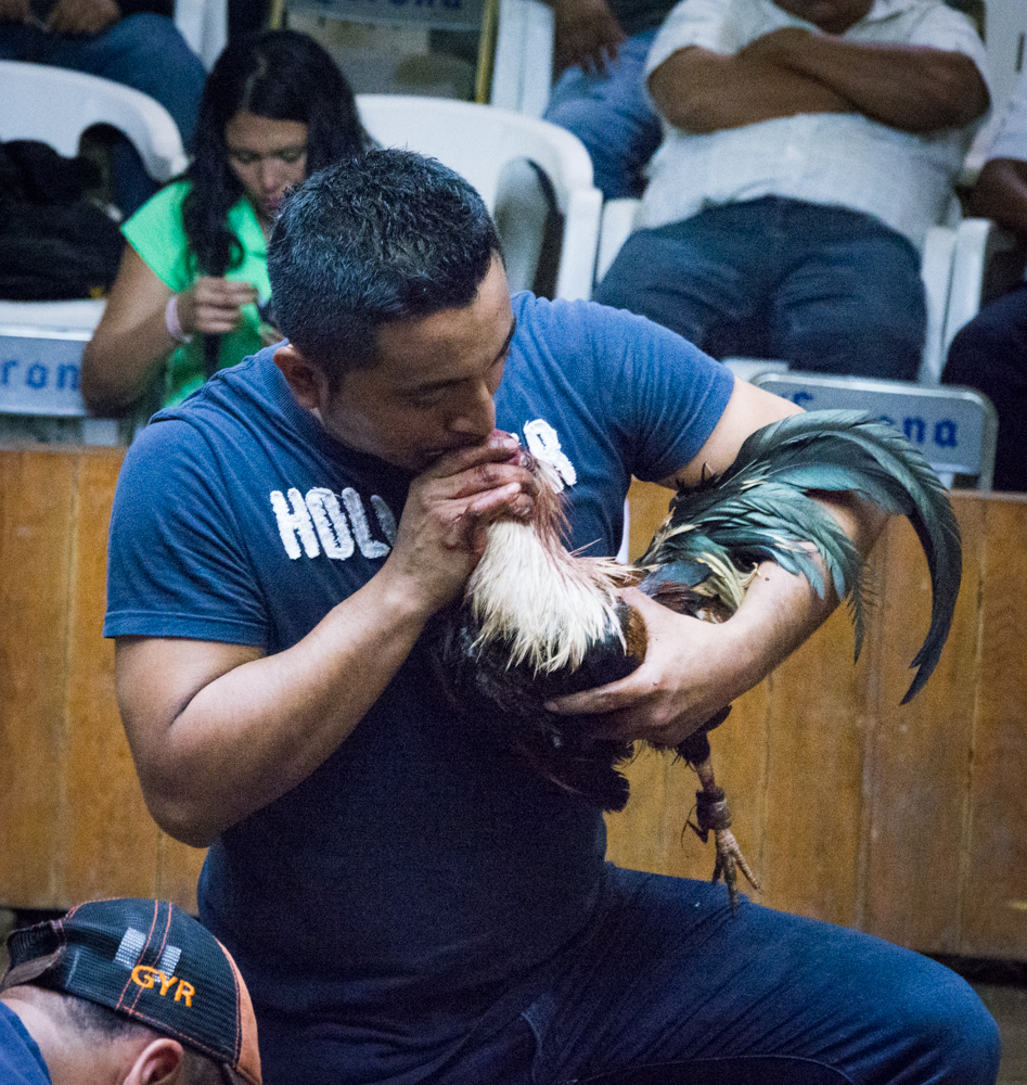 Reviving the gamecock.<br />Photo: Ernesto J. Torres, Casa 12