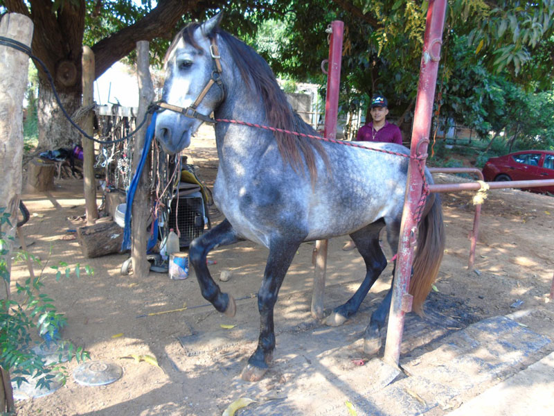 Arrendador Heber Feria Aponino con caballo de Pura Raza Azteca
