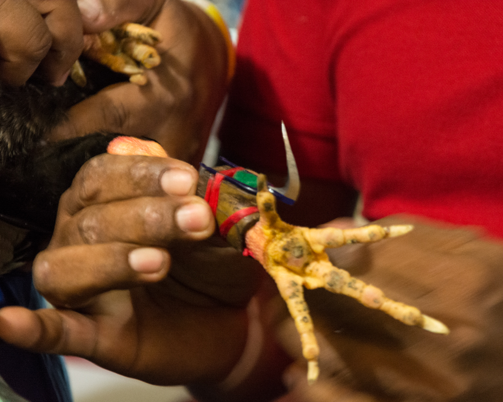 Attaching the blade to the cock’s foot.<br />Photo: Ernesto J. Torres, Casa 12