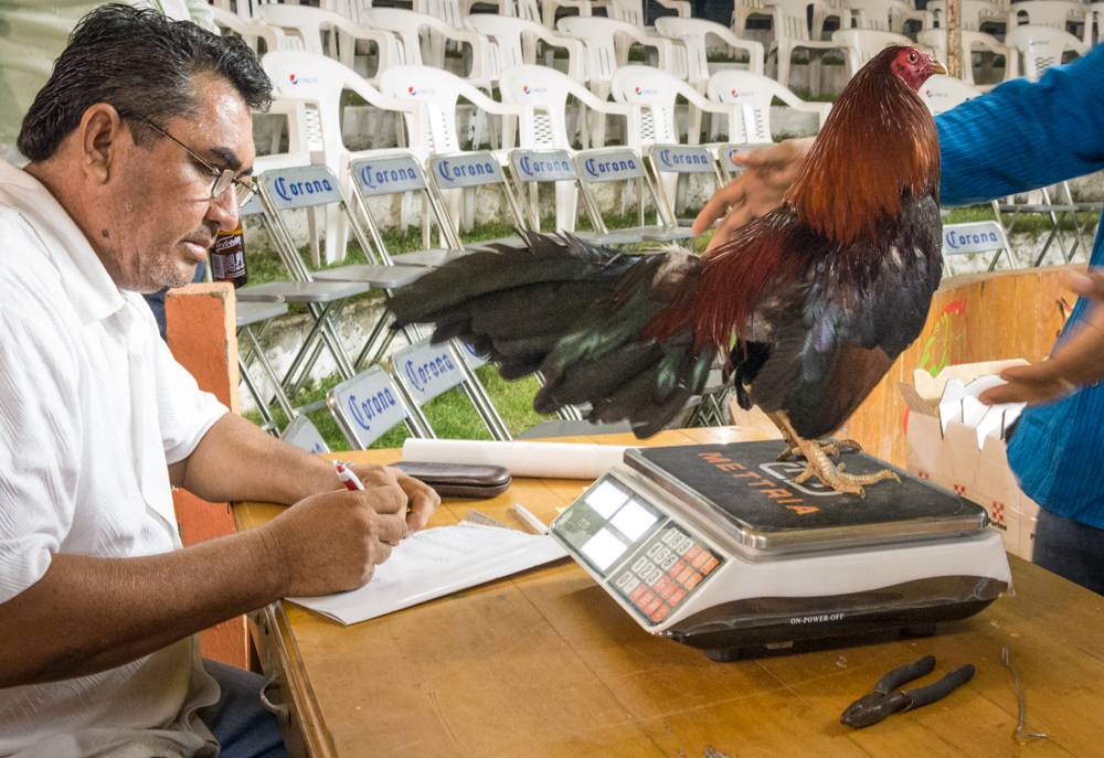 Weighing the Gamecock.<br />Photo: Ernesto J. Torres, Casa 12