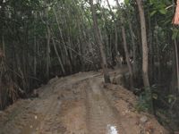 Brecha ilegal por los manglares