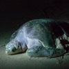 What´s With the Olive Ridley?