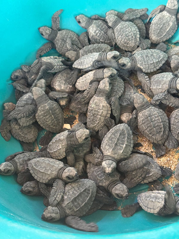 Baby turtles